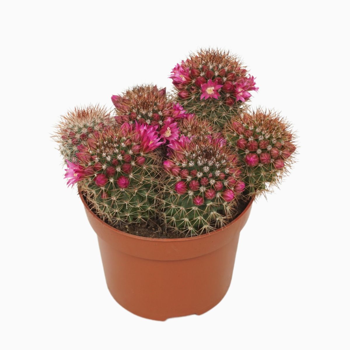 Mammillaria ernestii  Plant Wholesale FlorAccess