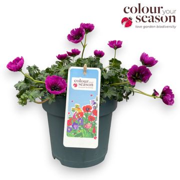 Geranium cinereum JOLLY JEWEL PURPLE