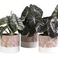 Alocasia MIX