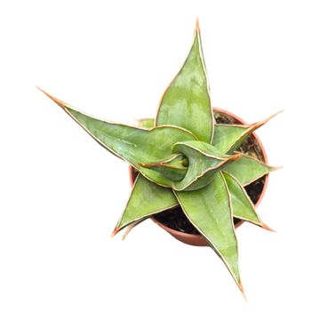 Sansevieria pinguicula