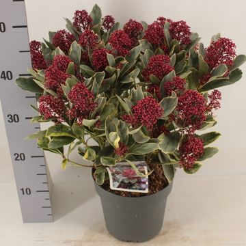 Skimmia japonica 'Perosa'