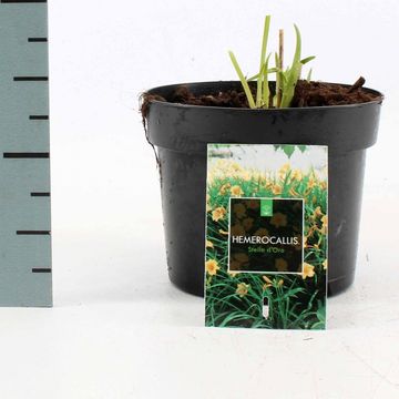 Hemerocallis 'Stella de Oro'
