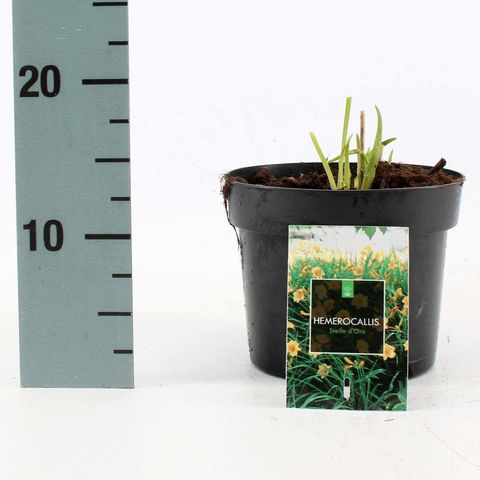 Hemerocallis 'Stella de Oro'