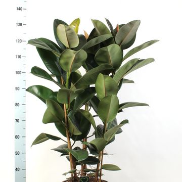 Ficus elastica 'Robusta'