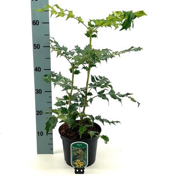 Mahonia bealei