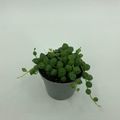 Senecio rowleyanus