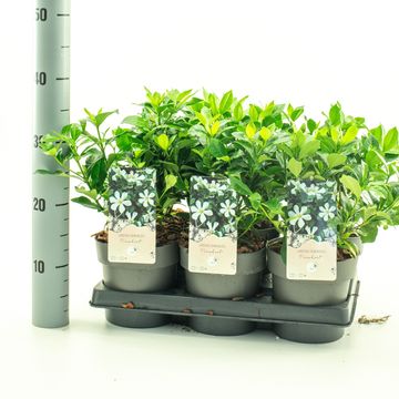 Gardenia jasminoides PINWHEEL