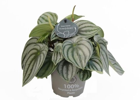 Peperomia argyreia