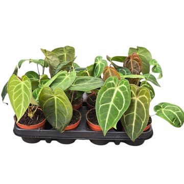 Anthurium MIX