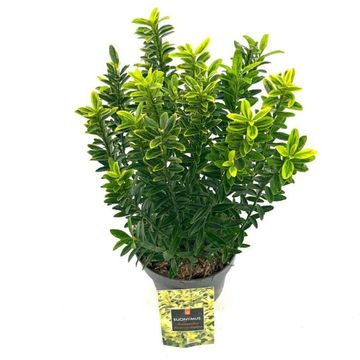 Euonymus japonicus 'Microphyllus Aureovariegatus'