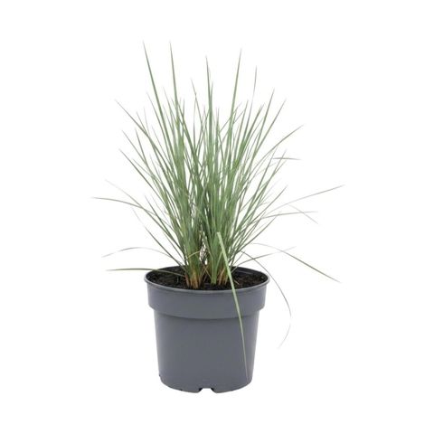 Stipa gigantea