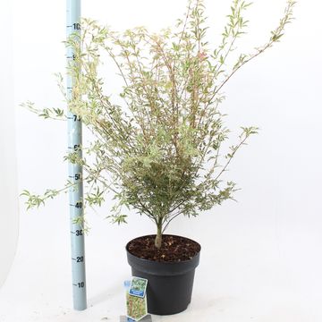 Acer palmatum 'Butterfly'