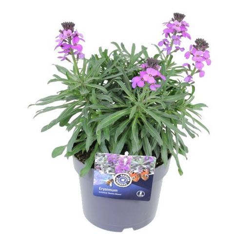 Erysimum 'Bowles' Mauve' — Plant Wholesale FlorAccess