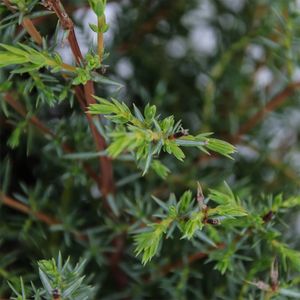 Juniperus communis 'Suecica' (Bremmer Boomkwekerijen)