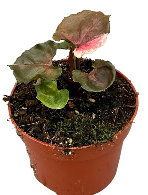 Syngonium 'Strawberry Ice'