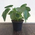 Pilea peperomioides