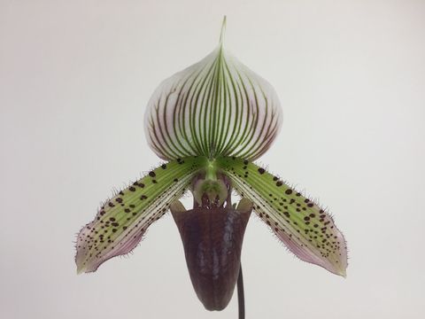 Paphiopedilum callosum x Paphiopedilum sukhakulii
