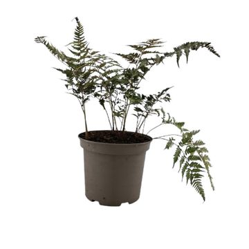 Athyrium niponicum pictum