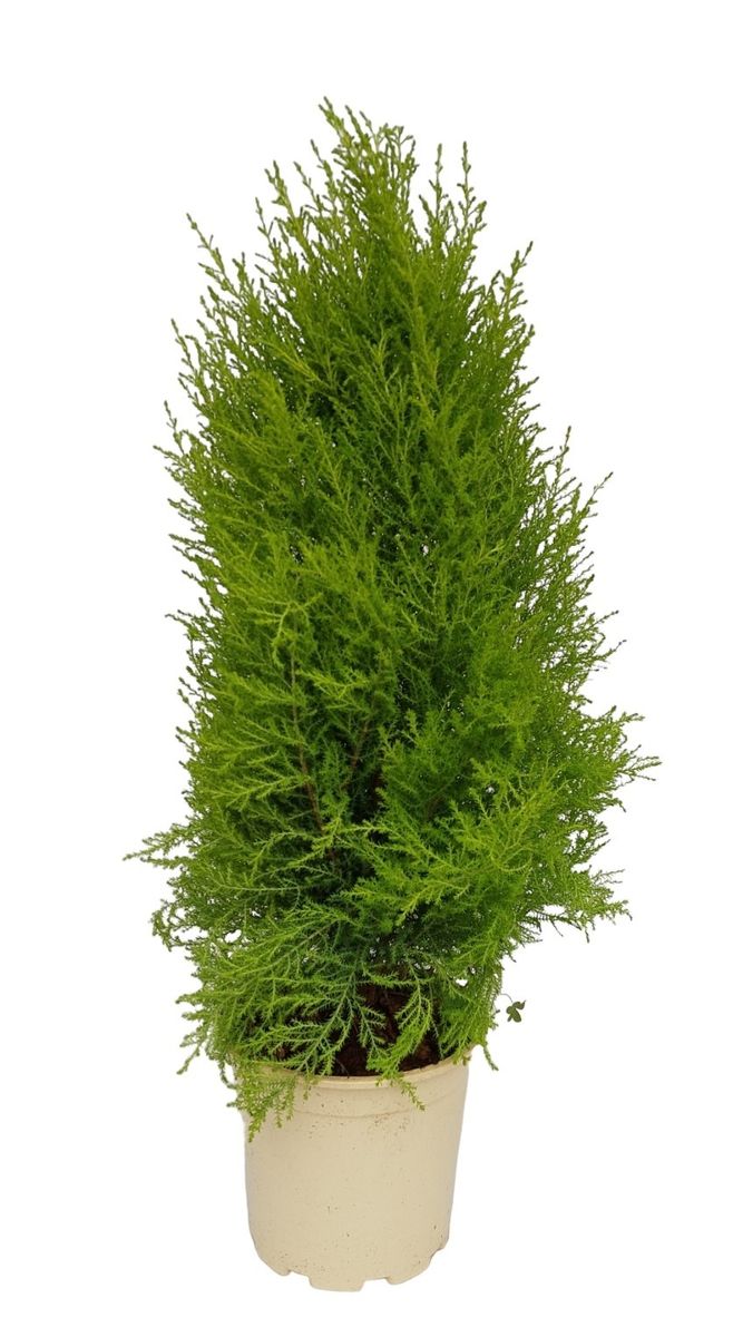 Cupressus macrocarpa 'Goldcrest' — Plant Wholesale FlorAccess