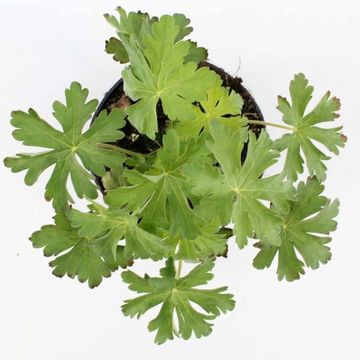 Geranium macrorrhizum 'Spessart'