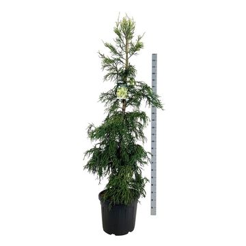 Cryptomeria japonica 'Kyara Gold'