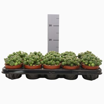Euphorbia globosa