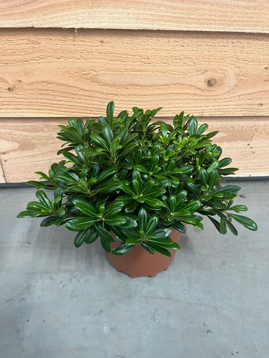 Pittosporum tobira 'Nanum' — Plant Wholesale FlorAccess