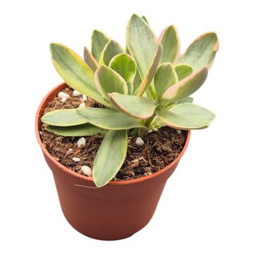 Crassula swaziensis 'Variegata'