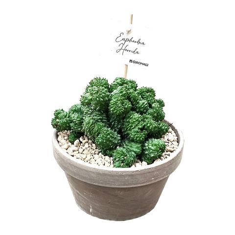Euphorbia 'Green Elf Cristata'