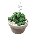 Euphorbia 'Green Elf Cristata'