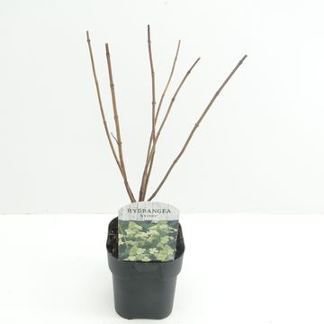 Hydrangea paniculata 'Kyushu'