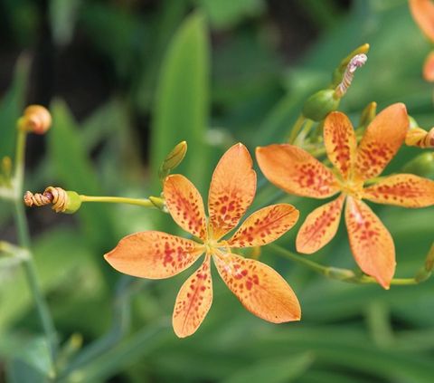 Belamcanda chinensis