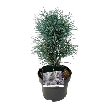 Pinus sylvestris 'Fastigiata'