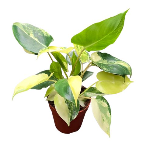 Philodendron burle-marxii 'Variegata'