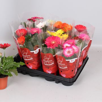 Gerbera MIX