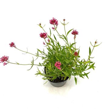 Centranthus ruber 'Coccineus'