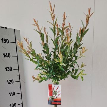 Salix integra 'Flamingo'