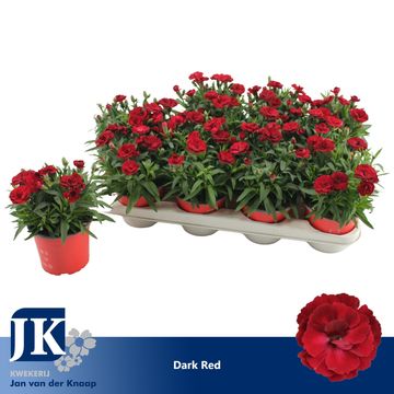 Dianthus OSCAR DARK RED