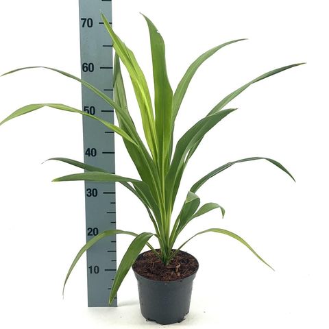 Cordyline australis EMERALD STAR