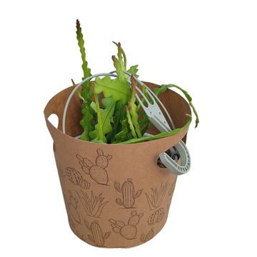 Epiphyllum anguliger