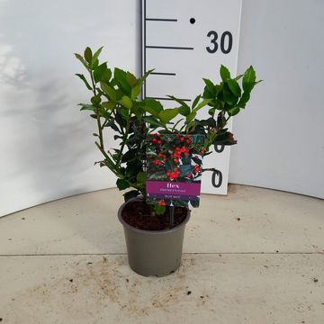 Ilex x meserveae 'Blue Maid'