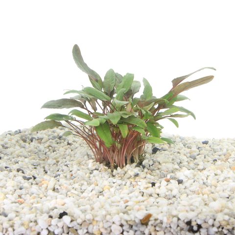 Cryptocoryne beckettii