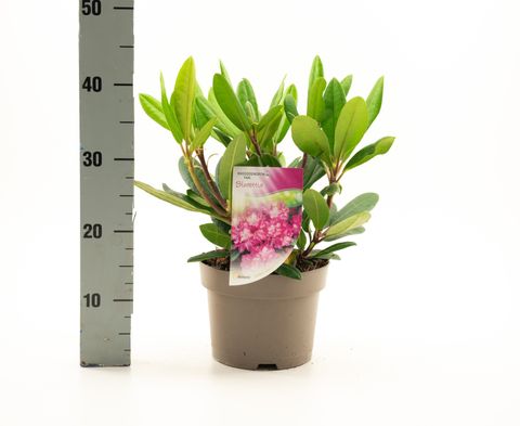 Rhododendron 'Блюреттия'