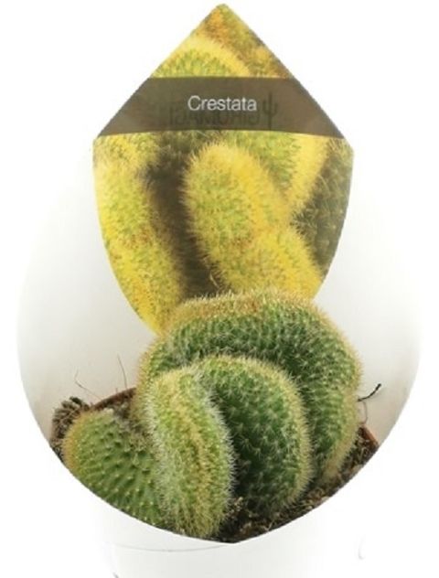Cleistocactus winteri cristata