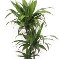 Dracaena fragrans 'Janet Craig'