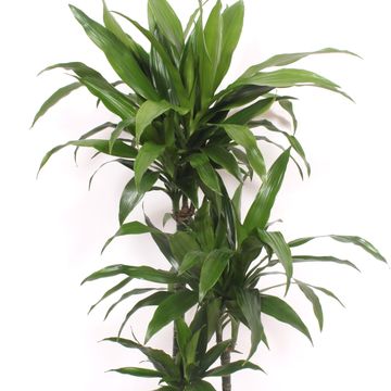 Dracaena fragrans 'Janet Craig'