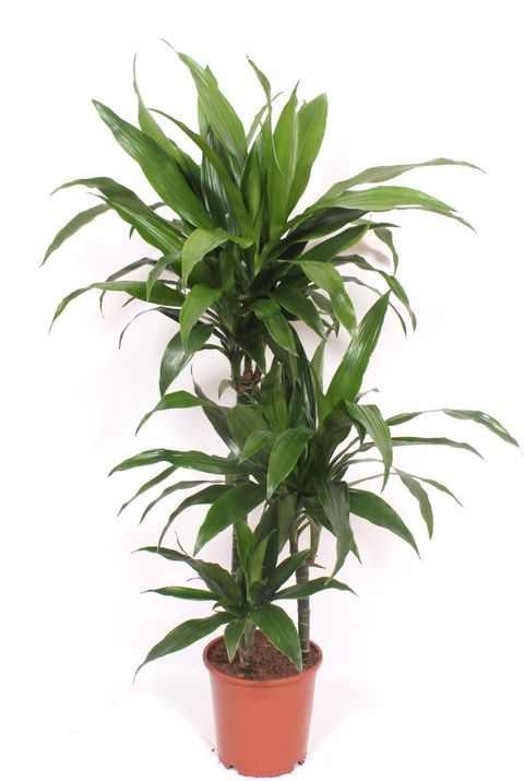Dracaena fragrans 'Janet Craig'