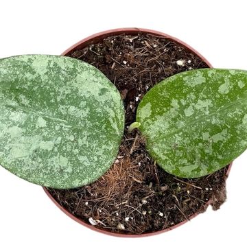 Hoya verticillata 'Nganjuk Splash'