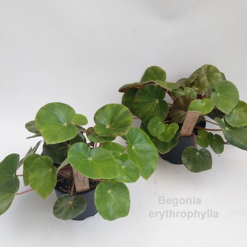 Begonia x erythrophylla