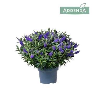 Hebe ADDENDA MIX